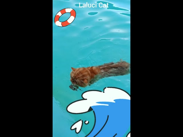 Swiming Cat 🏊‍♂️😸 | Ginger Cat #shorts #ytshorts #meaow #meaowlover