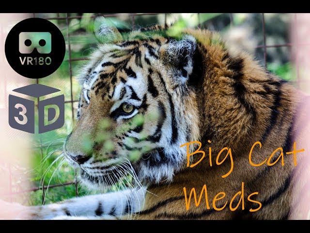 Keisha Tiger Gets Meds in 3D!