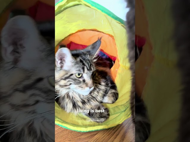 Mainecoon kitten #kittten #funny #cute #love #cat