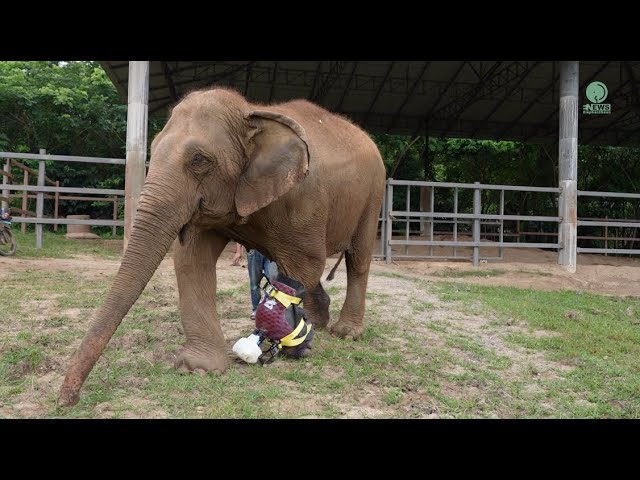 Elephant First Experience In Wearing A Prosthetic Support Dislocated Ankle - ElephantNews