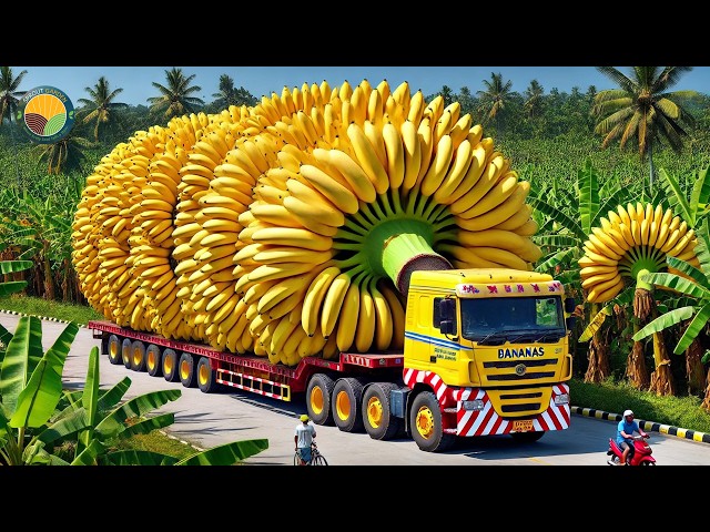 Amazing Organic Banana Indian Farmers Harvesting & Exporting Process | Farming Documentary