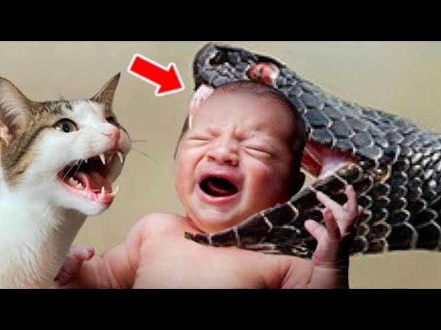 The Baby Cried Loudly As The Snake Catched Him But What The Cat Did Was Shocking！