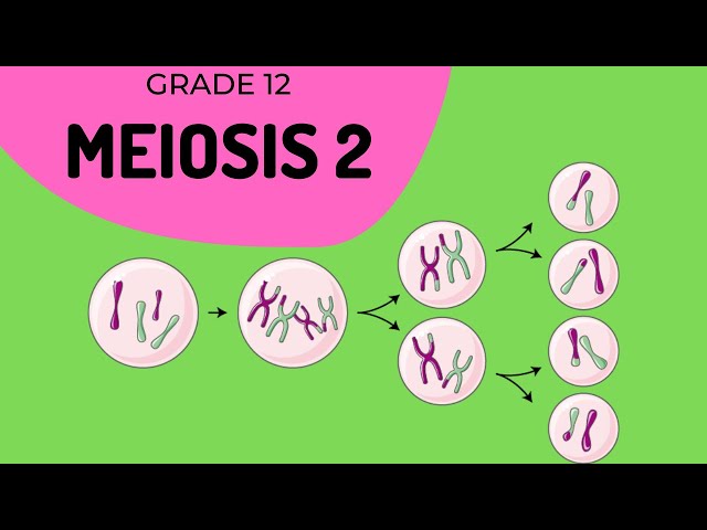 Meiosis 2 | Formation of gametes