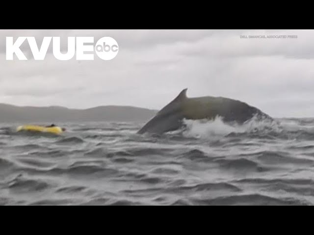 Humpback whale briefly swallows kayaker in Chilean Patagonia – and it's all captured on camera