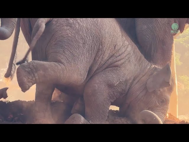 A Morning of Joy: Wan Mai Herd’s Excited Trumpets! - ElephantNews