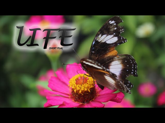 Life (Short Film) #indonesia #eastjava #kediri #mothernature