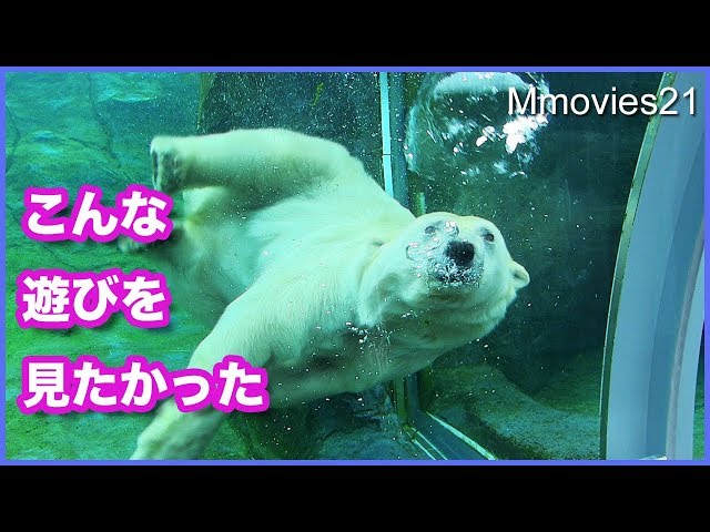 ララとリラに氷のプレゼント　水中で氷アタックするリラが素敵すぎる