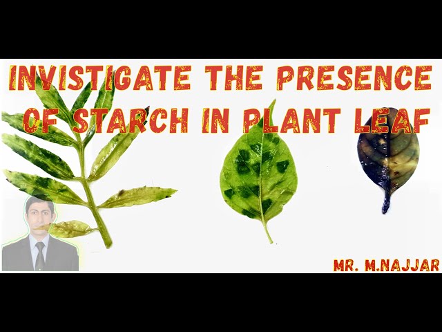 4K-360 INVESTIGATE THE PRESENCE OF STARCH IN PLANT LEAF