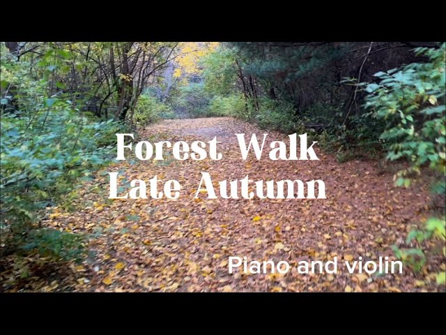 Relaxing Walk in a Late Autumn Forest | Calm Piano & Violin Music for Sleep, Meditation & Study 🍂🌲