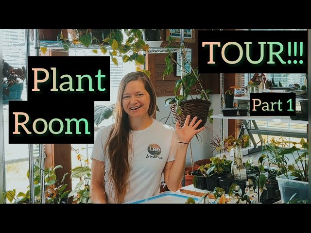 2023 Plant Room Tour!! Walkthrough 64 varieties of houseplants with me 🪴