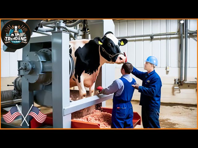 Incredible ! American Farmers Process 353,000 Cattle Every Day This Way | Processing Factory #cattle