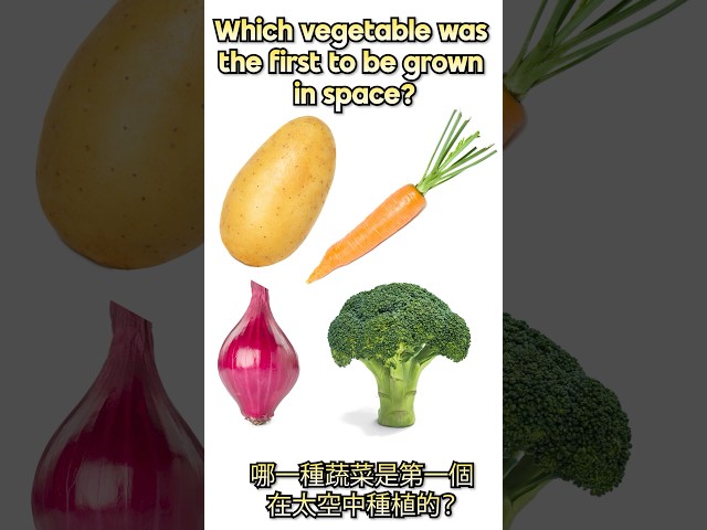 Which vegetable was the first to be grown in space?哪一種蔬菜是第一個在太空中種植的