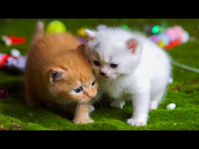 Kittens trot around animals: Dogs, pigs, cats, chickens, ducks - Cat meowing