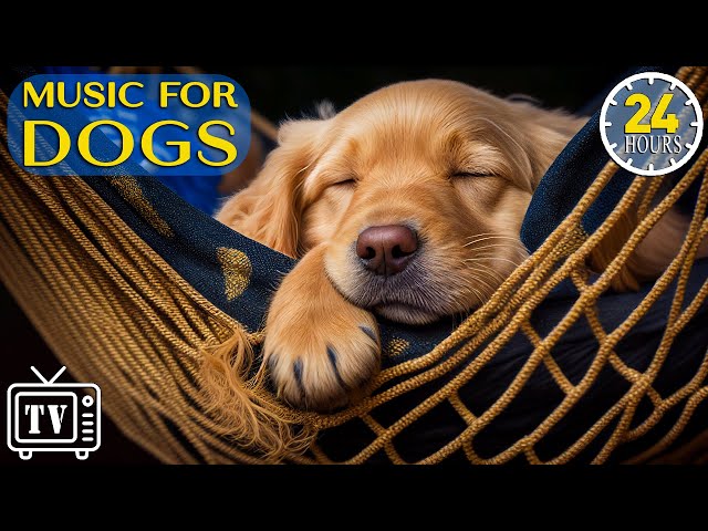 24 Hours of Calming Music for Dogs with Anxiety: Soothing Lullabies for Anxious and Stressed Dogs!