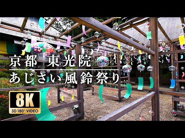 【Japanese Experience】Kyoto Toko-in Temple [Hydrangea Wind Chime Festival]