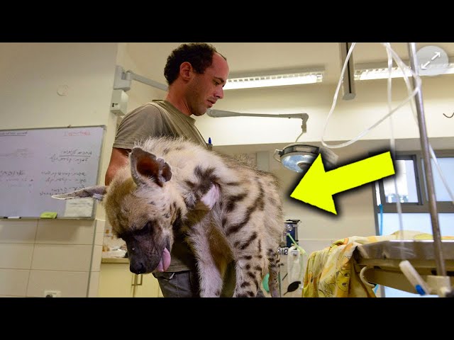 Vets At This Animal Hospital Thought They’d Seen Everything Until This Creature Showed Up