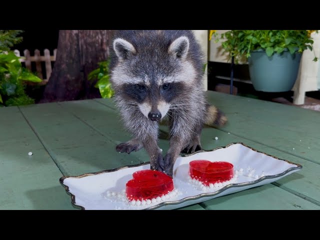 Raccoons are Eating Red Jello | Happy Valentine's Day with Raccoons | Cute Raccoon Videos