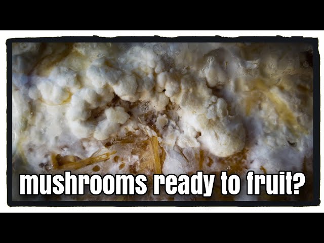 How to Tell When Mushroom is Ready to Fruit