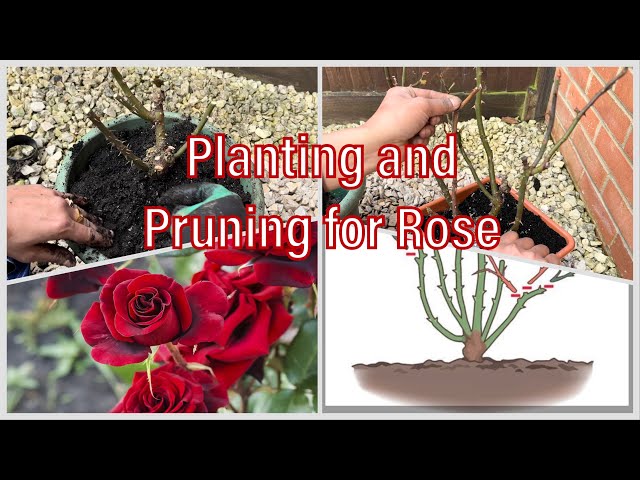 Passionate Gardener: Planting and Pruning Tips for Container Rose Gardening 🌹 #rose #gardeningtips