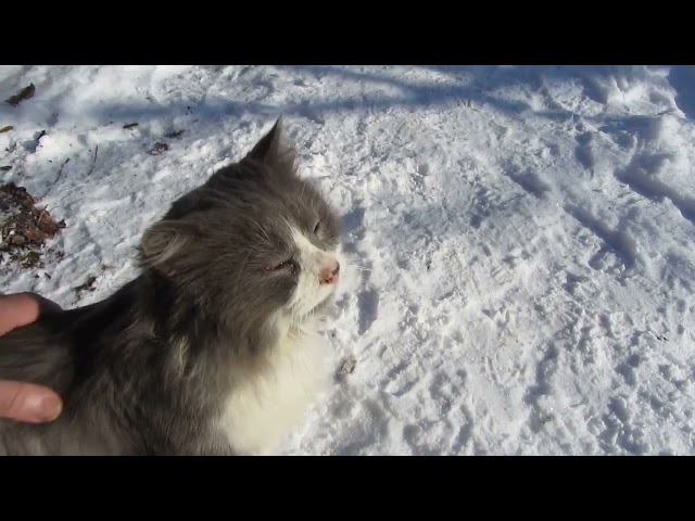 сегодня о политике! Харьковская область, коты.  кошки. собаки.