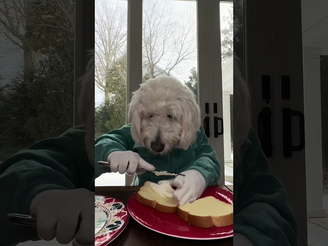 Brioche Making Sandwiches: Doggy Chef  #hungrydog  #funnydogvideos #dogsdoinghumanthings