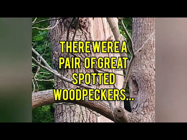 Woodpeckers in dead tree at Oaks Park