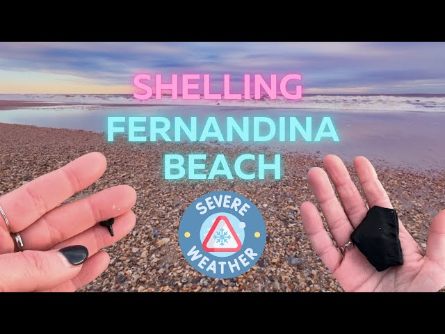 Snowless Surprises: Dark Shells + Shark Teeth | Florida Shelling Fernandina Beach❄️🐚