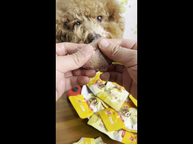 Has your dog eaten chicken liver?# skateboard pudding?# teddy pudding?# pet daily