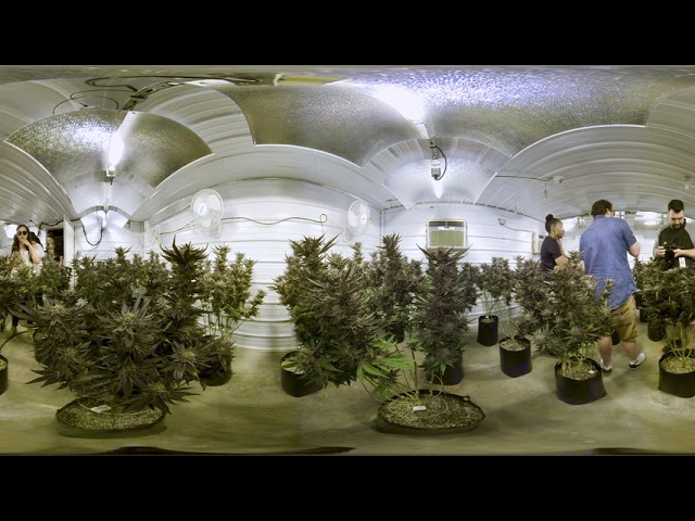 Lilac City Gardens | 360 UW Purple Grow Room Tour