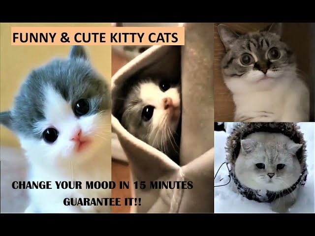 Funny & Cute Kitty Cats #1 | Have fun & Get your HAPPY MOOD!