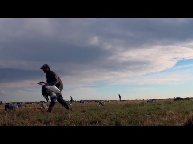 Hired to Hunt #6 1080p HD - Duck Hunting and Goose Hunting in Alberta