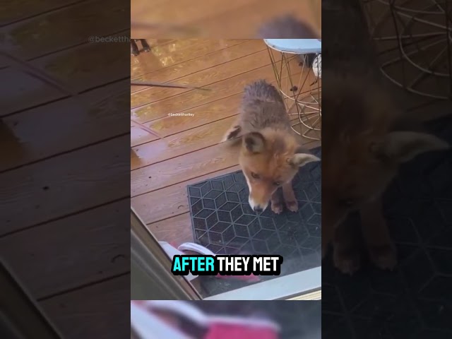 This Woman fed a fox and he came back with friends 🥺 #shorts #viralvideo #cute