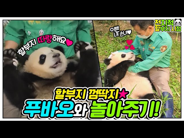 (SUB) Fubao changes when she is with grandpa❤│Everland Panda Fubao