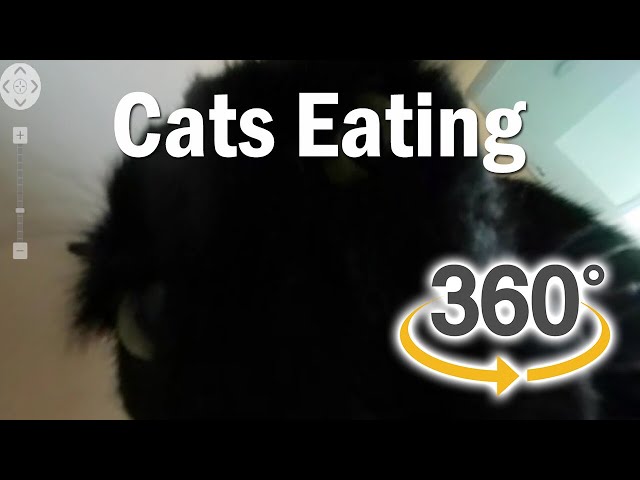 Cats Eating Food  360°