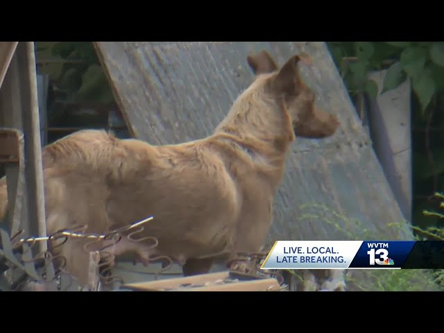 New legislation introduced to better protect animals in Alabama