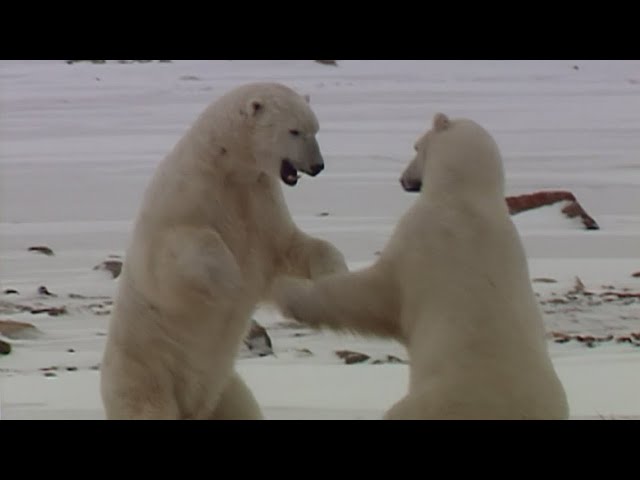 Employee dies in a rare polar bear attack