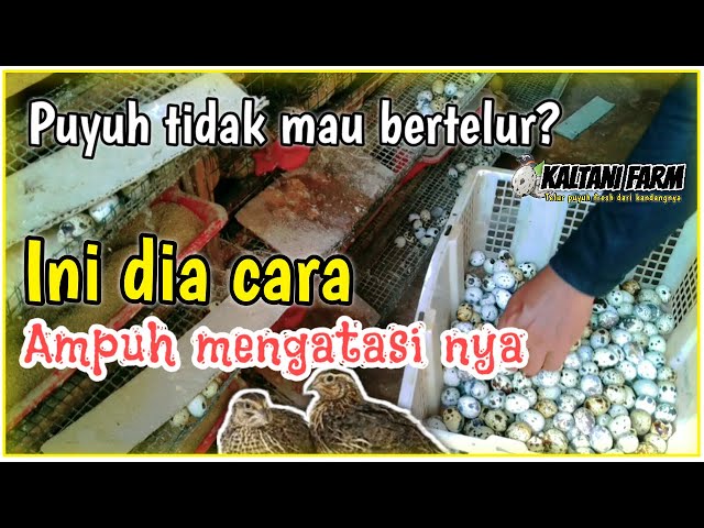 🔴 Faktor penyebab puyuh tidak mau bertelur dan cara mengatasinya