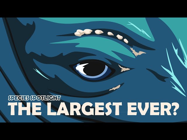 How To Build The Largest Animal Ever : The Blue Whale | Species Spotlight