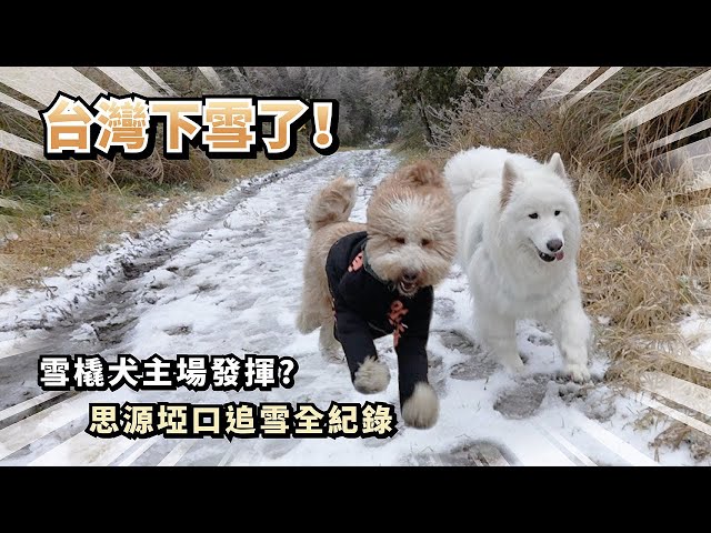 『台灣下雪了！』雪橇犬主場發揮？思源埡口追雪全記錄(薩摩耶多比Dobby is free)