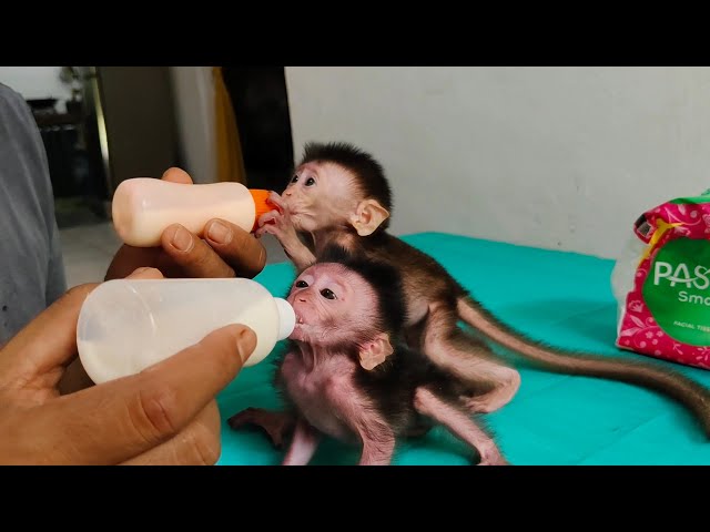 Very hungry this morning, routine breastfeeding baby monkeys Popo and Pippi every morning