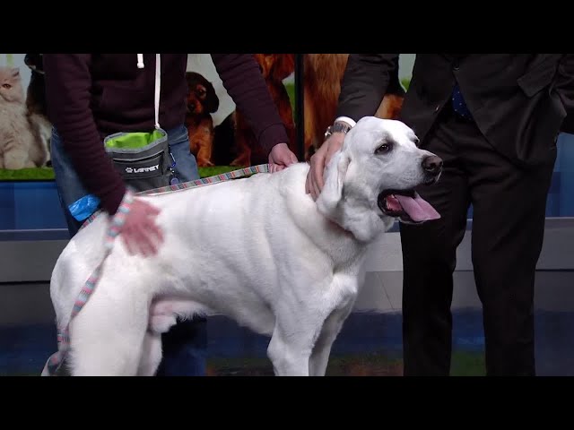 Meet Yeti, our Adoptable Pet of the Week