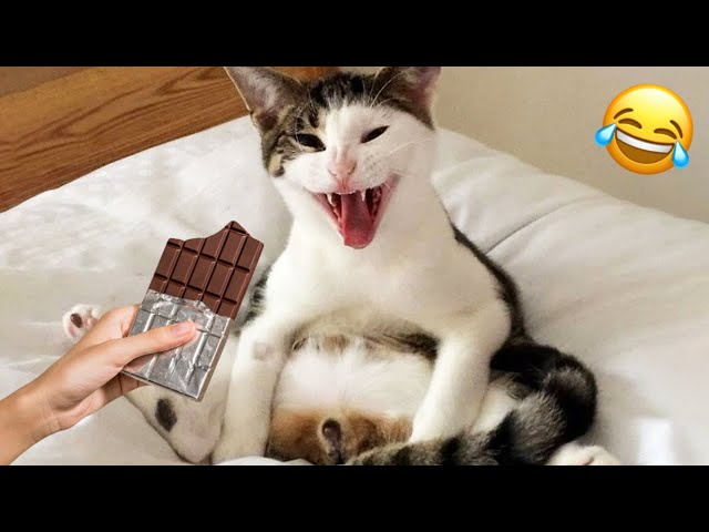 Happy Cats 😂|| looking Chocolate🍫