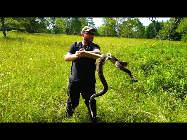 PENNSYLVANIA RATTLESNAKE HUNTING THE PA WILDS! BIG BULL ELK Mountain View Lodge Sinnemahoning Airbnb