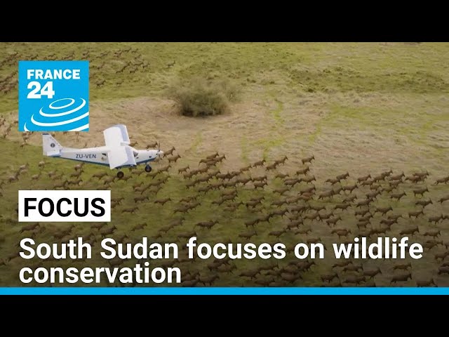 After years of civil war, South Sudan turns its focus to wildlife conservation • FRANCE 24 English