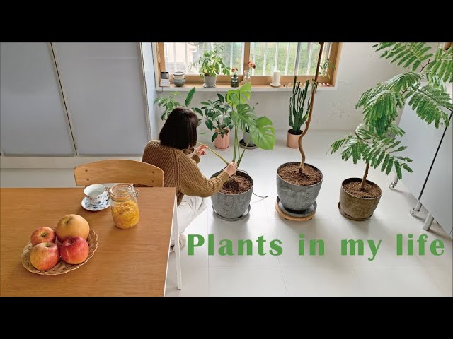 What plants teach me 🪴 | Replanting foliage plants, healthy living with plants