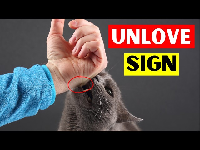 5 Signs Your CAT DOESN'T LOVE You (Even If You Think They Do)