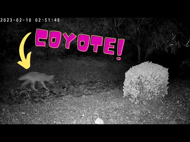 Coyote running through the wash: [02-10-2023 - 02:51AM] #nature #coyote #phoenix