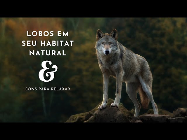 Lobos no seu habitat natural e sons para relaxar. #2