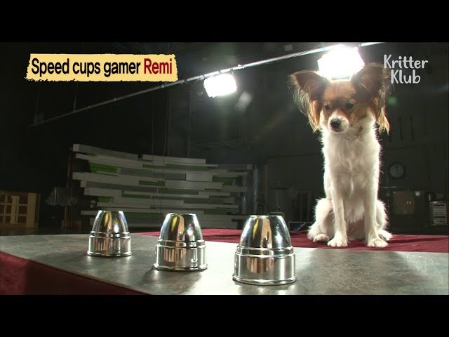 This Smart Dog Is An Expert At Playing "Speed Cup Game"  | Kritter Klub