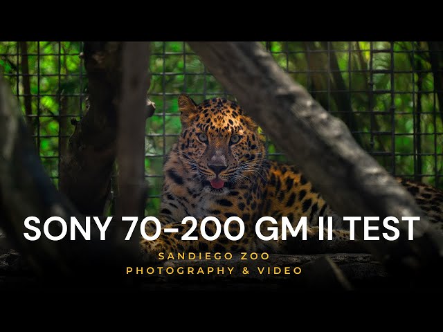 Don't Wait Too Long! | Sony 70-200 GM II Review (Best Telephoto Ever?)